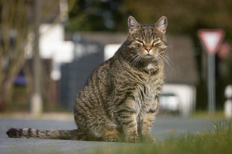 badante gatto scappatelle notturne