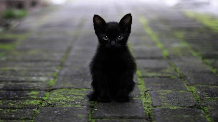 gatto solo (Foto Pixabay)