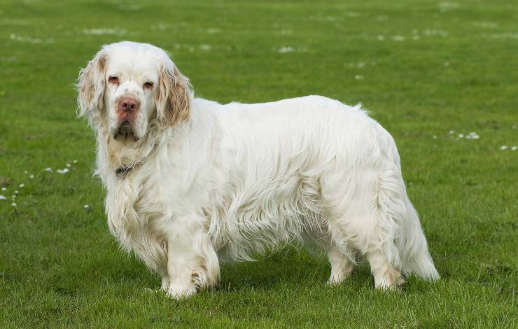 clumber spaniel