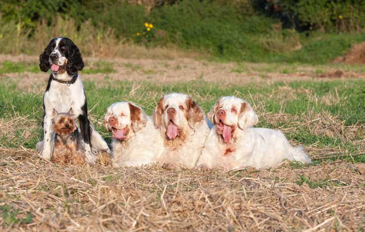 clumber spaniel