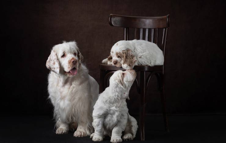 clumber spaniel