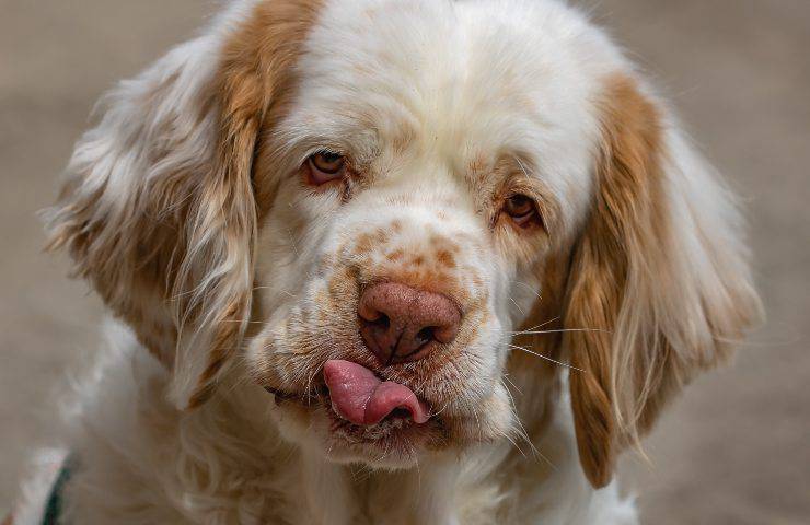 clumber spaniel