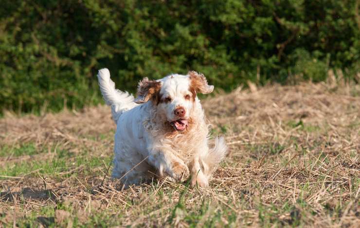 clumber spaniel