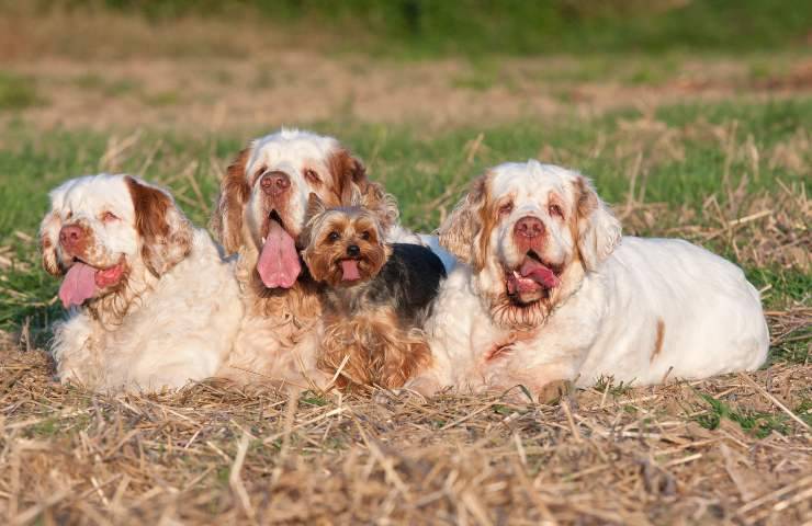 clumber spaniel