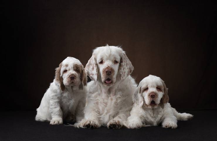 clumber spaniel