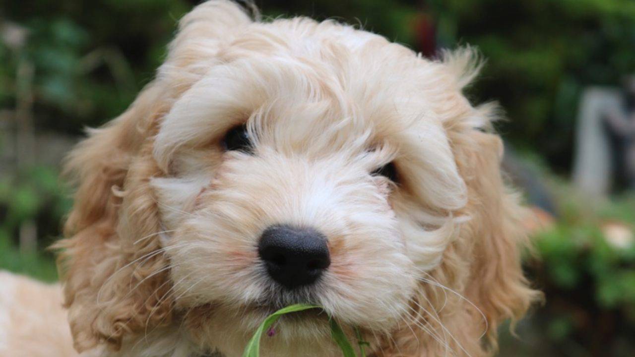 Alimentazione del Cockapoo: dosi, frequenza pasti e alimenti