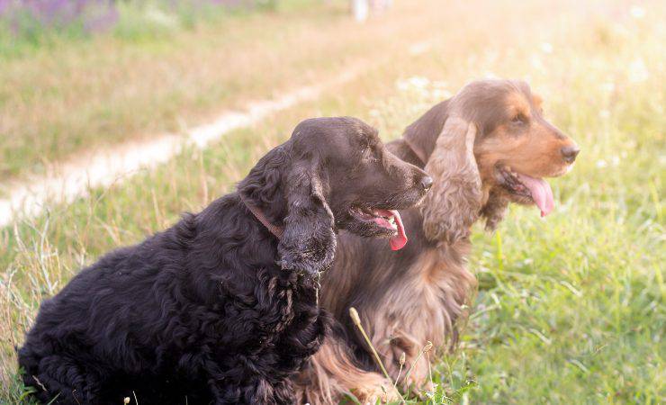 cocker spaniel inglese