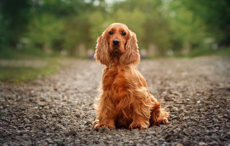 cocker spaniel inglese