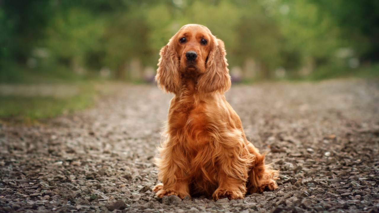 zouwii Insegne in Metallo Personalizzate per Cani Cocker Spaniel | Targa Metallica Personalizzata per Cani Cocker Spaniel | Regalo per Cani | Regalo