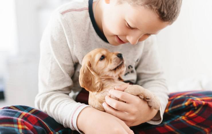 cocker spaniel inglese cucciolo