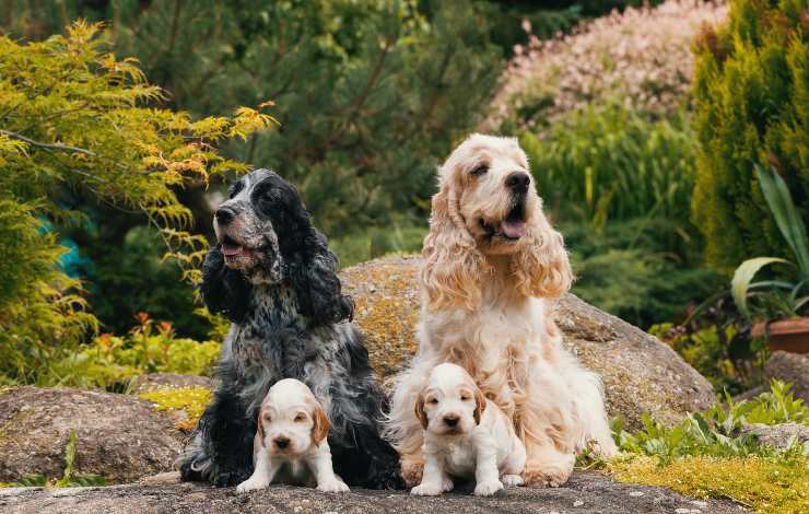 cocker spaniel inglese