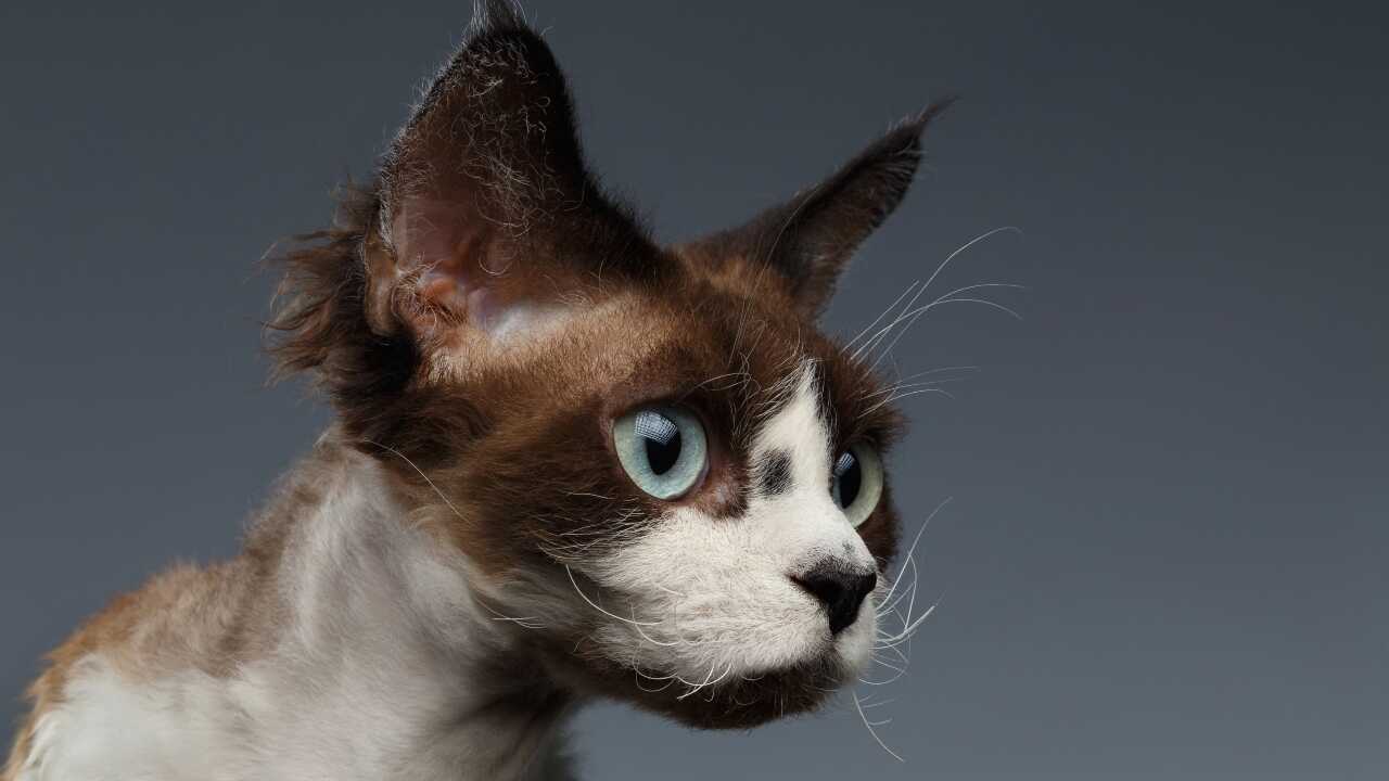 differenza devon rex lambkin