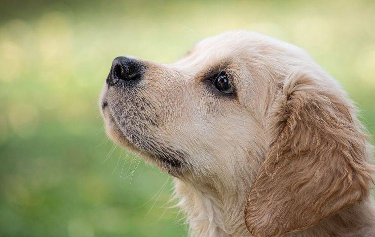 Razze compatibili col Dalmata: il Golden Retriever
