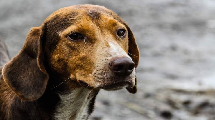 Cane malinconico (Foto Pixabay)