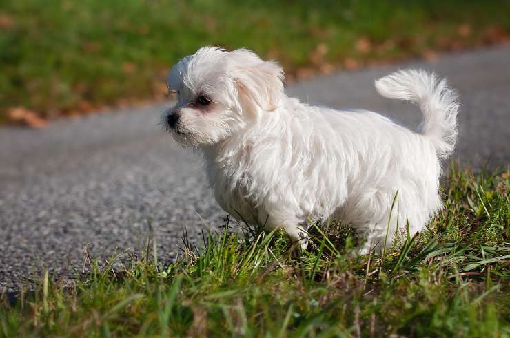 Cagnolino sulla strada