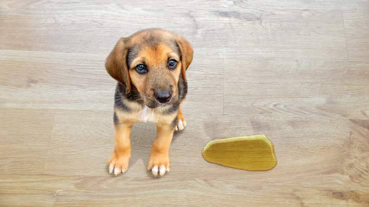 eliminare pipì cane pavimento