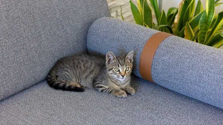 eliminare pipì gatto divano