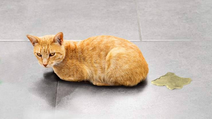 eliminare pipì gatto pavimento