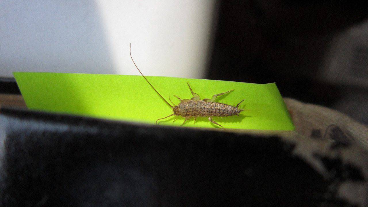 Insetti della polvere quali sono e come evitare che si formino Insetti della polvere quali sono e come evitare che si formino