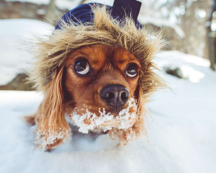 Il cane in inverno