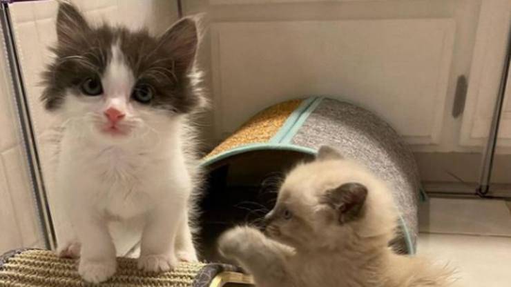 I gattini del rifugio (Foto Instagram)