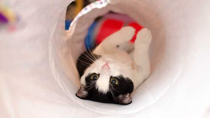 gatti piacciono i tunnel