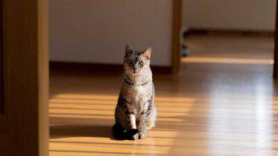 gatti vedono fantasmi