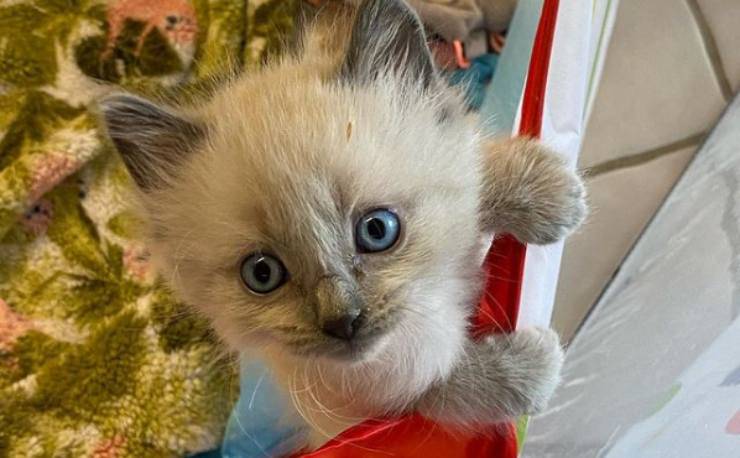 Gattino bianco con gli occhi azzurri (Foto Instagram)