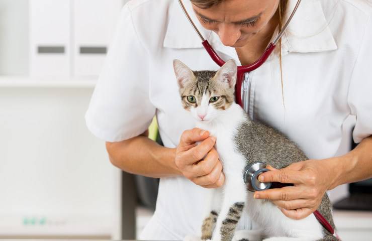 gatto dal veterinario