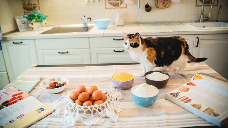 gatto può mangiare struffoli