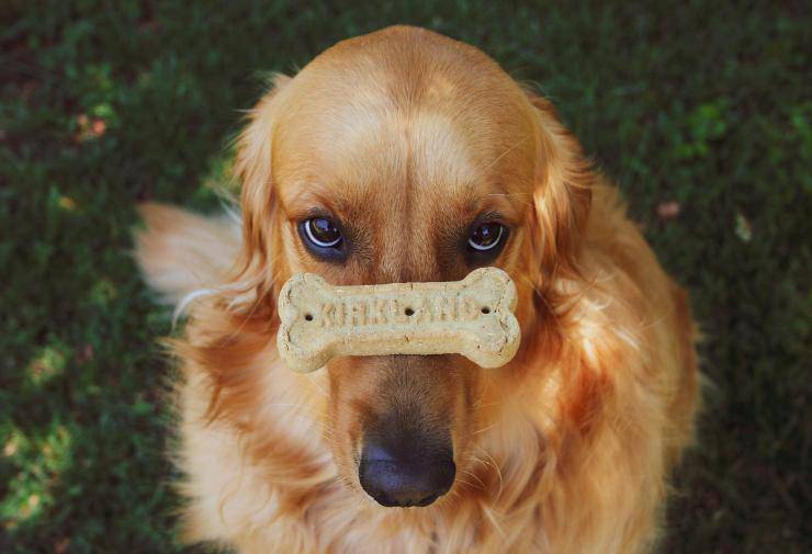 Biscotti vegan per il cane