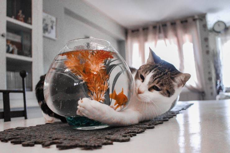 Il gatto si avvicina ai pesci in acquario