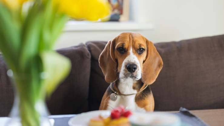 il cane può mangiare il purè di patate