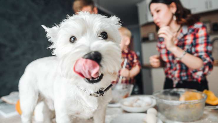 cane può mangiare gli struffoli