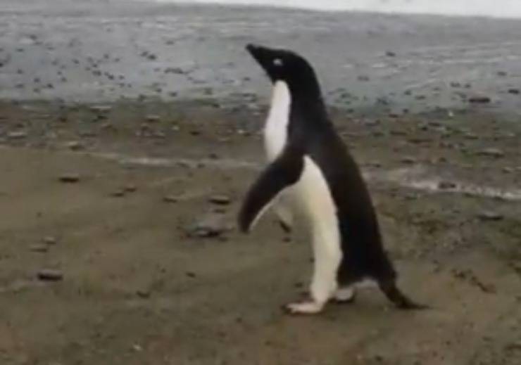 il pinguino sulla spiaggia