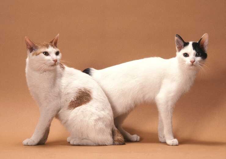 korean bobtail