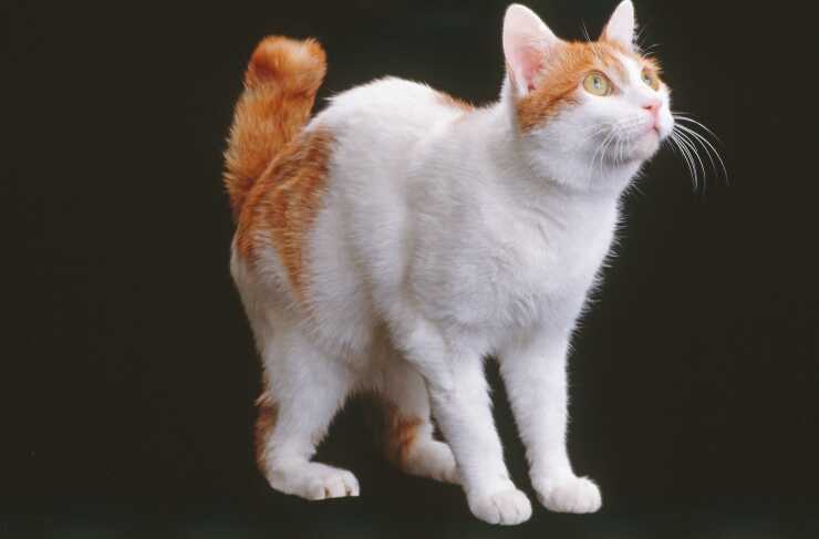 korean bobtail