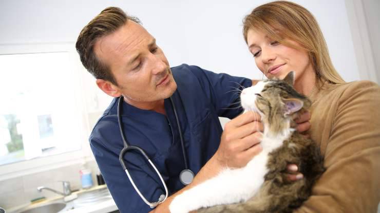 le difficoltà per un veterinario di gatti