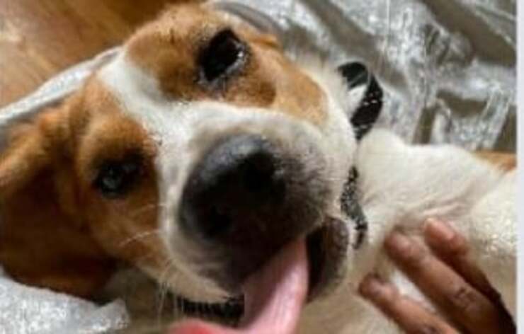 Milo il cane che ha salvato una donna anziana caduta nel bagno della sua abitazione (Screen Facebook)