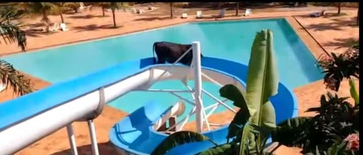 Destinata al macello fugge sullo scivolo ad acqua di una piscina (Screen Video)