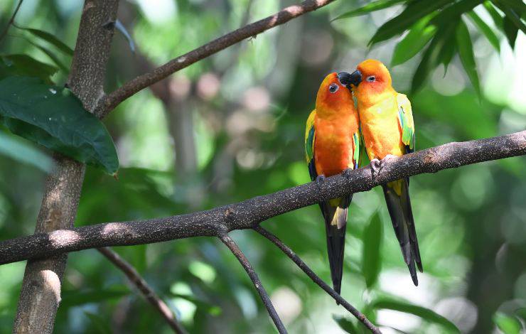 pappagalli si baciano