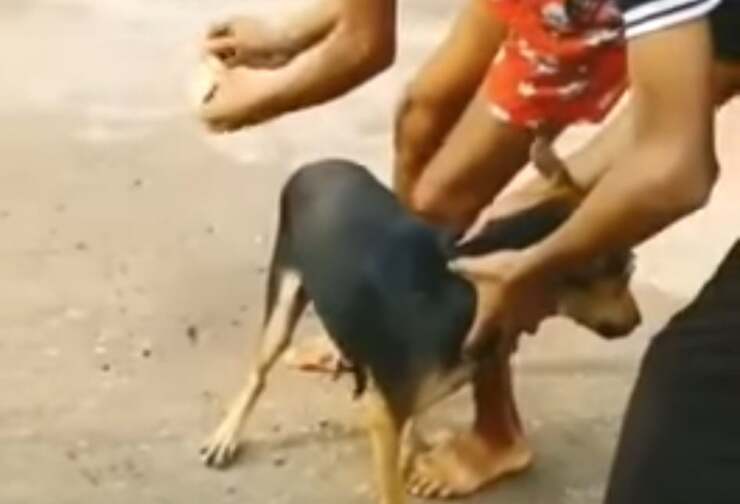 Legano dei petardi alla coda del cane 9 persone arrestate (Screen Video)