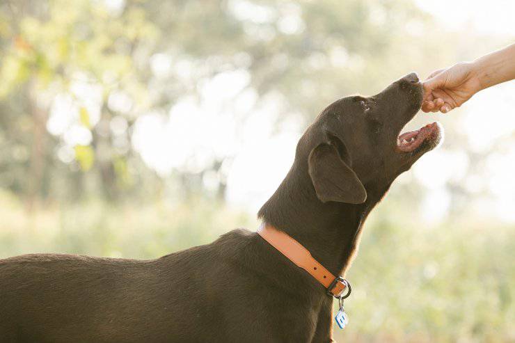 Fido e i biscotti vegan