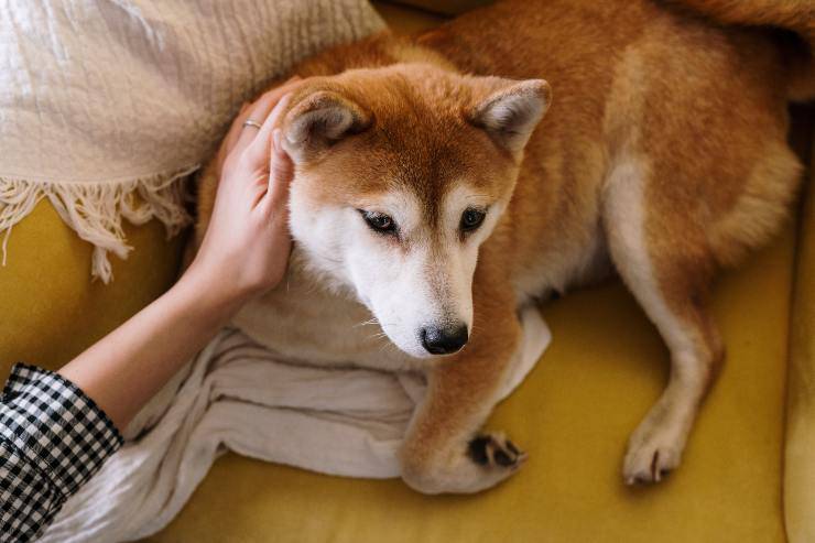 Esemplari canini di ottima salute