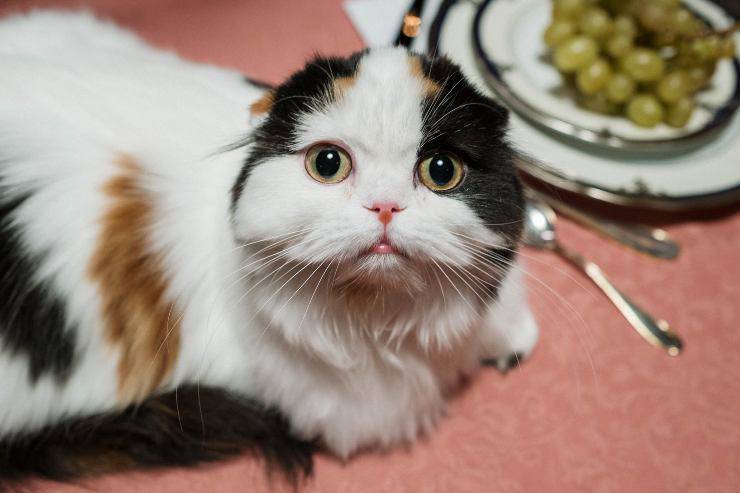 Micio fa pipì dove mangia