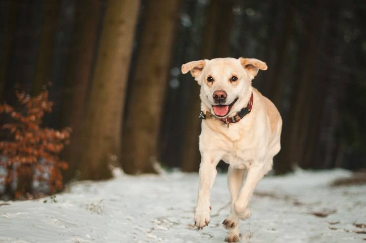 Cani che hanno una salute ottima