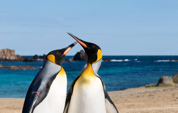 pinguini che si baciano