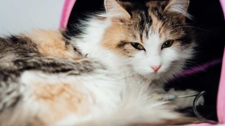 sindrome della cauda equina nel gatto