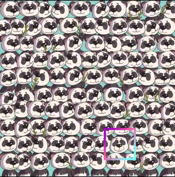 Il nuovo test visivo dei panda riesci a trovare l'animale nascosto tra di loro?