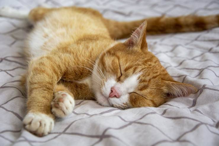 Micio dorme sul letto